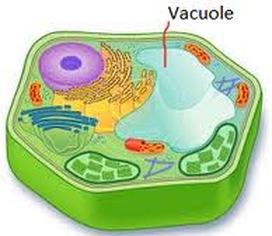 Large fluid filled organelle in mature plant cells